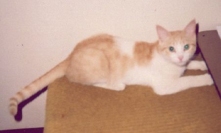 Isn't Calamity cuuuuute?