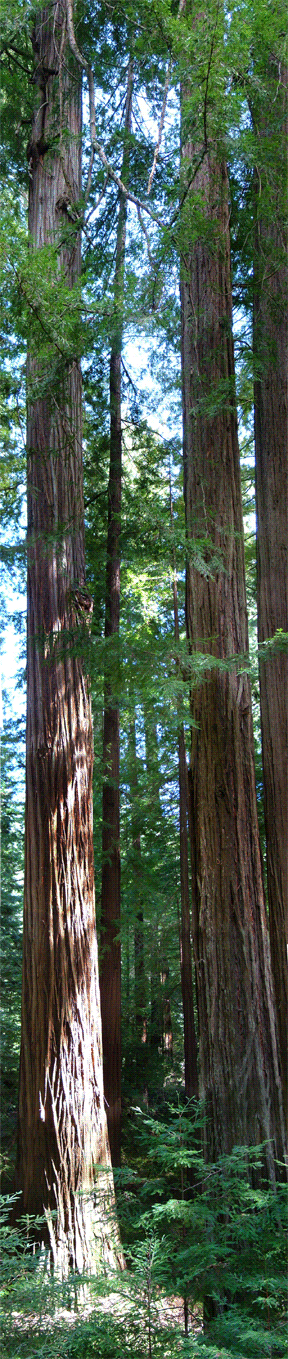 Lower Bull Creek Flats - Rockefeller Redwood Forest