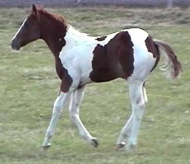 chicpending2.jpg (14124 bytes)