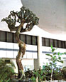 Tree of Life