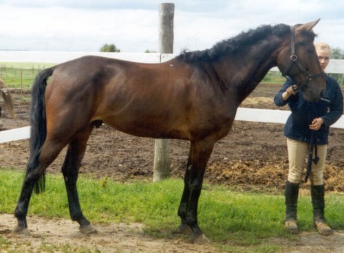 allu1.jpg (42338 bytes)