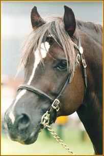 cherokee2.jpg (12783 bytes)