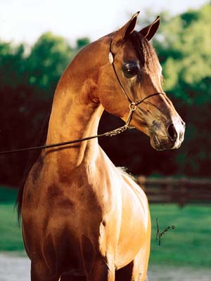 darksu2.jpg (22581 bytes)