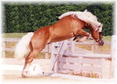 durtsi11.jpg (14596 bytes)