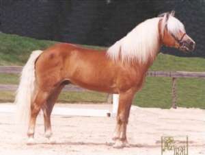 durtsi12.jpg (8009 bytes)