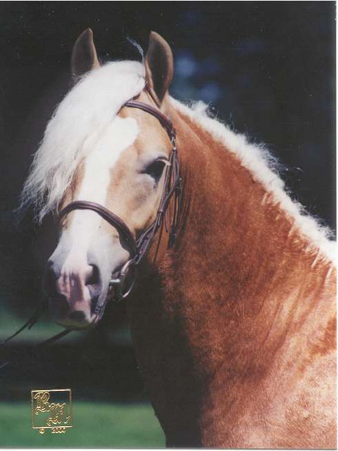 durtsi3.jpg (29623 bytes)