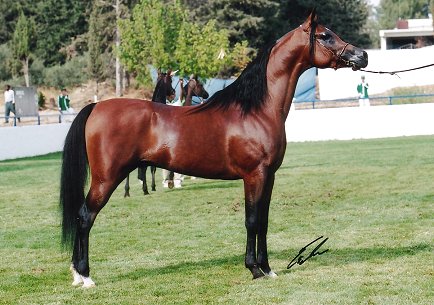 ecu1.jpg (46535 bytes)