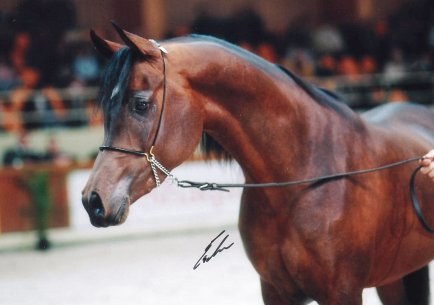 ecu2.jpg (24630 bytes)