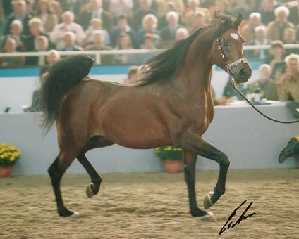 ecu3.jpg (28221 bytes)