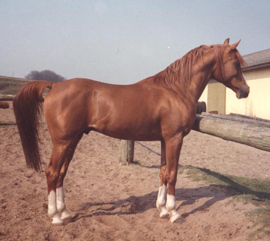 kessu1.jpg (81434 bytes)