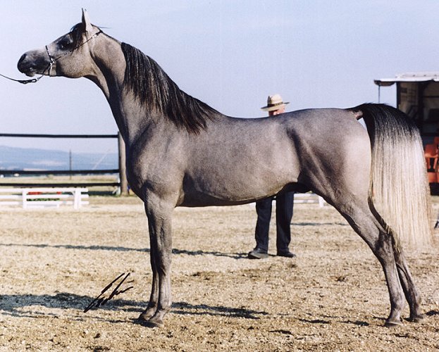 kheista1.jpg (88256 bytes)