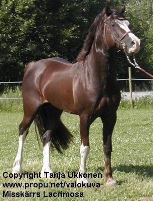 lacrimosa.jpg (44331 bytes)