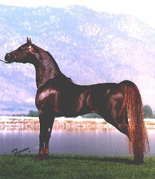 leya1.jpg (19879 bytes)