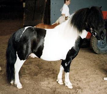 little1.jpg (19391 bytes)