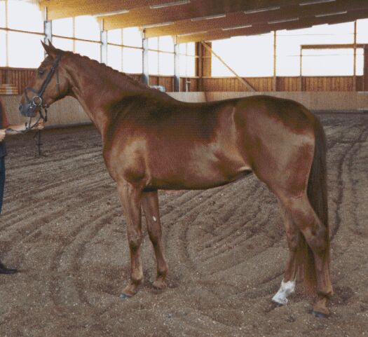 nikita1.jpg (46599 bytes)