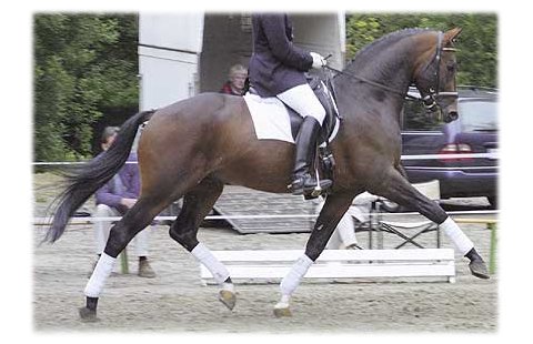 oriit_kuva.jpg (37693 bytes)