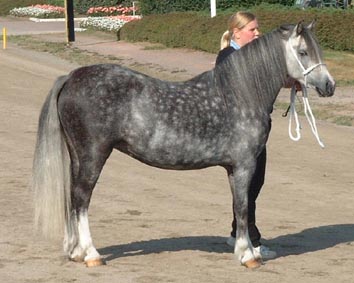 pearl1.jpg (24382 bytes)