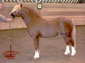 perfect1.jpg (18374 bytes)