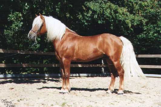 pommi1.jpg (27974 bytes)