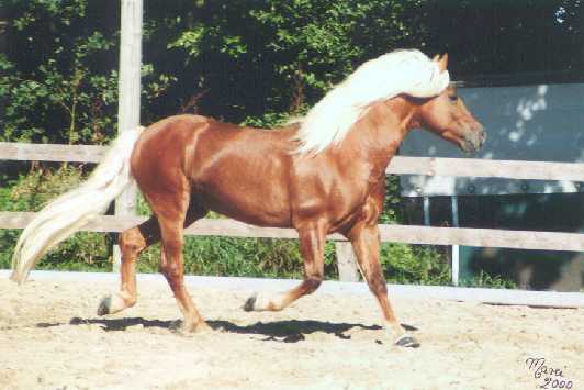 pommi2.jpg (25090 bytes)