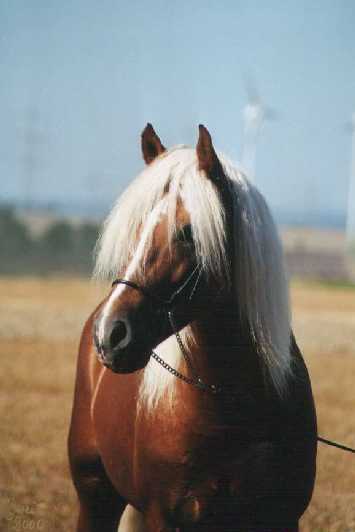 pommi3.jpg (12509 bytes)