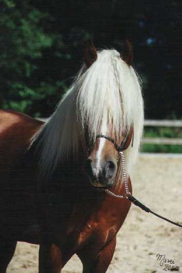 pommi4.jpg (15206 bytes)