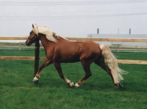 pommi5.jpg (17338 bytes)