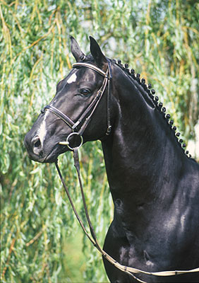 roni5.jpg (42472 bytes)