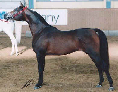 sami1.jpg (118828 bytes)