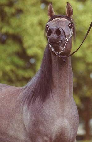 serene5.jpg (16629 bytes)