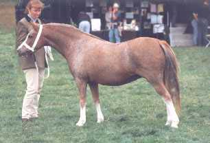 snow1.jpg (18023 bytes)