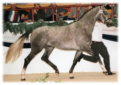 tammat_kuva.jpg (28072 bytes)