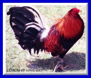 click for ABOUT my FOWLS n some PICS