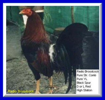To My Sabong . net Gallery