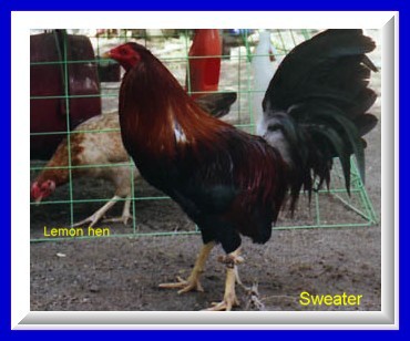 Click to my Sabong . net Gallery