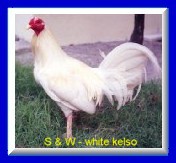 click for 4 my Sabong.net Gallery