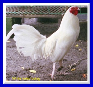 click for costumers TIDBITS n FEEDBACKS 