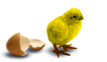 My Gamefowl Homepage