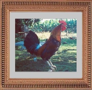 My Gamefowl Homepage
