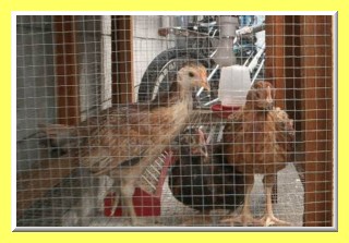 My Gamefowl Homepage