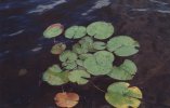 Lilypads