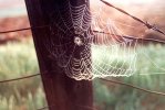 Spider Web