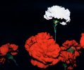 White Carnation
