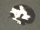 click for Mungo's page