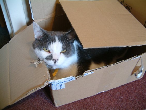 What is it with cats and cardboard boxes?&nbsp; This was before he chewed it to pieces...