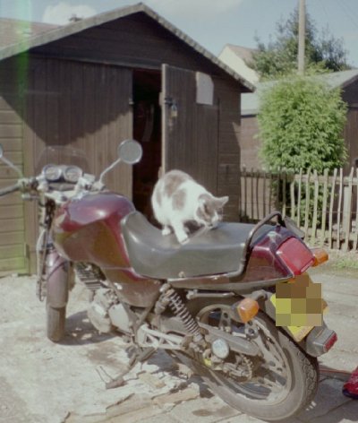 Biker cat