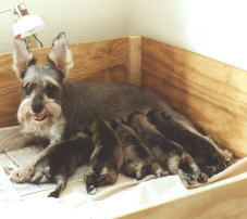Fancy nursing her 5 puppies