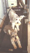 Schatzie & Sleeper