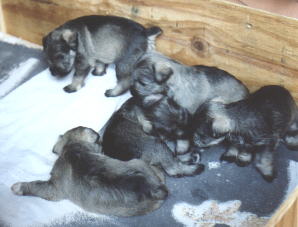 Puppies learning to walk