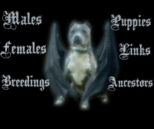 to Sleeping Dragon Kennels